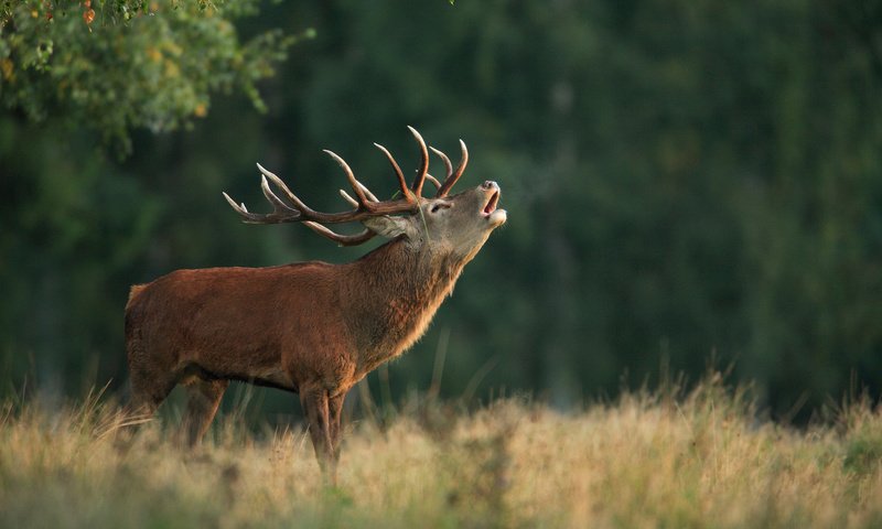 Обои природа, олень, фон, рога, благородный олень, марал, nature, deer, background, horns, red deer, maral разрешение 1920x1200 Загрузить