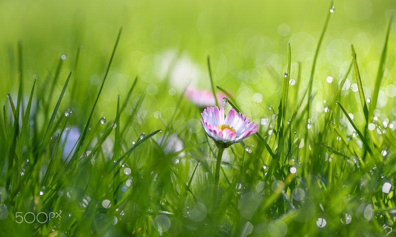 Обои трава, цветок, роса, капли, маргаритки, grass, flower, rosa, drops, daisy разрешение 1920x1200 Загрузить