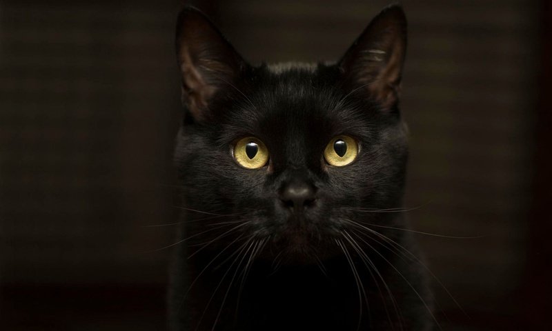 Обои глаза, фон, кот, усы, кошка, взгляд, черный, желтые глаза, eyes, background, cat, mustache, look, black, yellow eyes разрешение 1920x1200 Загрузить