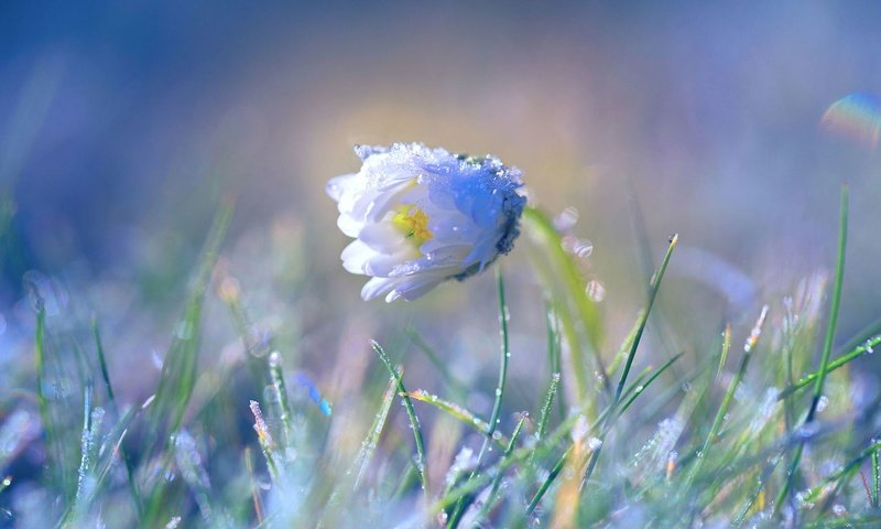 Обои трава, цветок, ромашка, весна, grass, flower, daisy, spring разрешение 1920x1080 Загрузить