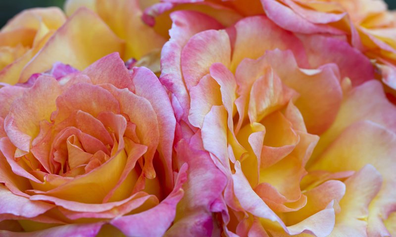 Обои цветы, розы, лепестки, букет, flowers, roses, petals, bouquet разрешение 1920x1200 Загрузить