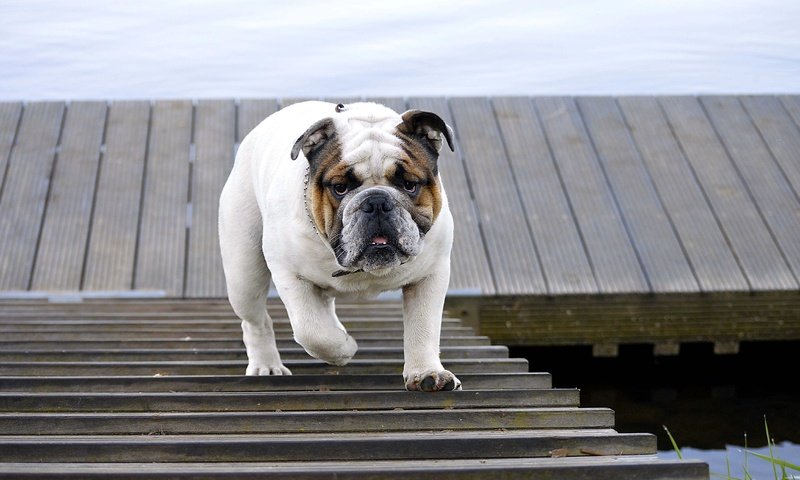 Обои лестница, собака, прогулка, животное, бульдог, английский бульдог, ladder, dog, walk, animal, bulldog, english bulldog разрешение 4512x3000 Загрузить