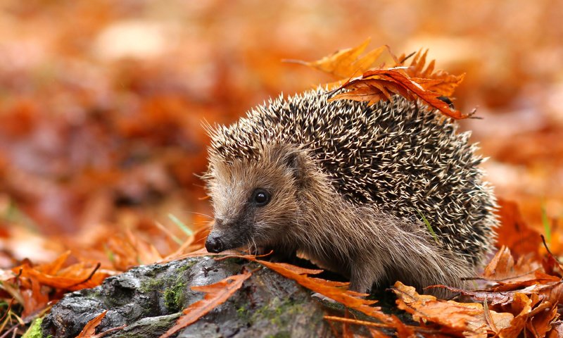 Обои листья, осень, животное, ежик, еж, осенние листья, leaves, autumn, animal, hedgehog, autumn leaves разрешение 3840x2400 Загрузить