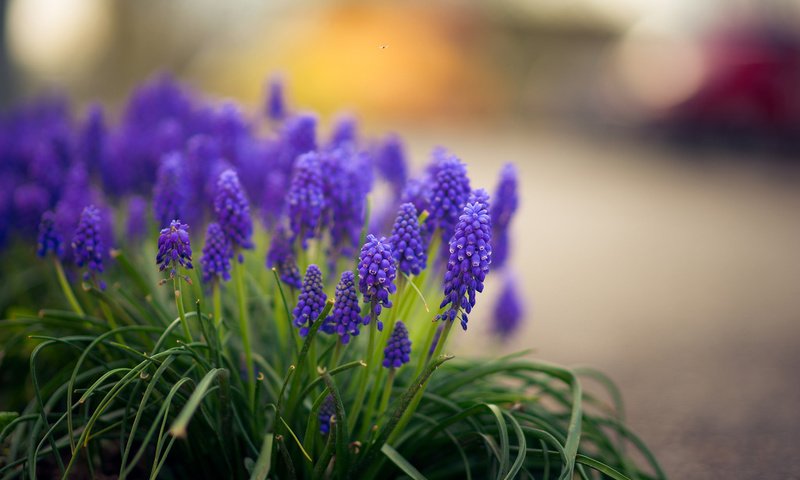 Обои цветы, трава, мускари, flowers, grass, muscari разрешение 1920x1200 Загрузить