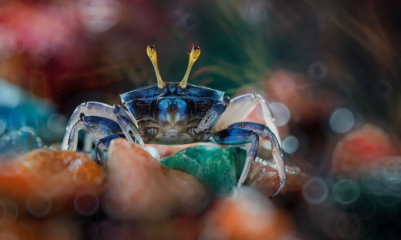 Обои камни, макро, краб, боке, клешни, stones, macro, crab, bokeh, claws разрешение 2499x1655 Загрузить