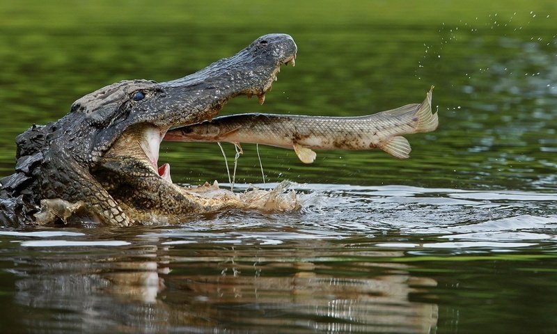 Обои вода, крокодил, пасть, рыба, пресмыкающиеся, щука, water, crocodile, mouth, fish, reptiles, pike разрешение 1920x1138 Загрузить