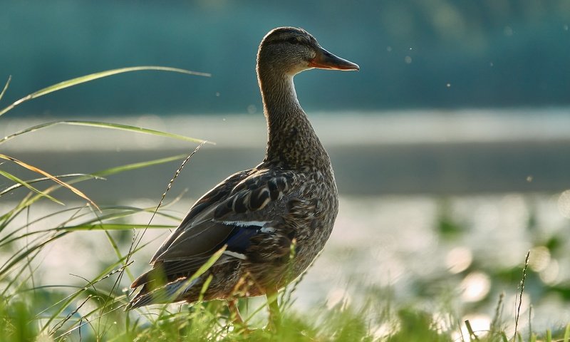 Обои трава, вода, птица, утка, grass, water, bird, duck разрешение 2736x1824 Загрузить