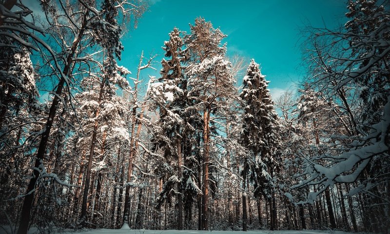 Обои деревья, сугробы, снег, сугроб, . зима, природа, дерево, лес, зима, пейзаж, сосны, trees, the snow, snow, nature, tree, forest, winter, landscape, pine разрешение 5472x3648 Загрузить