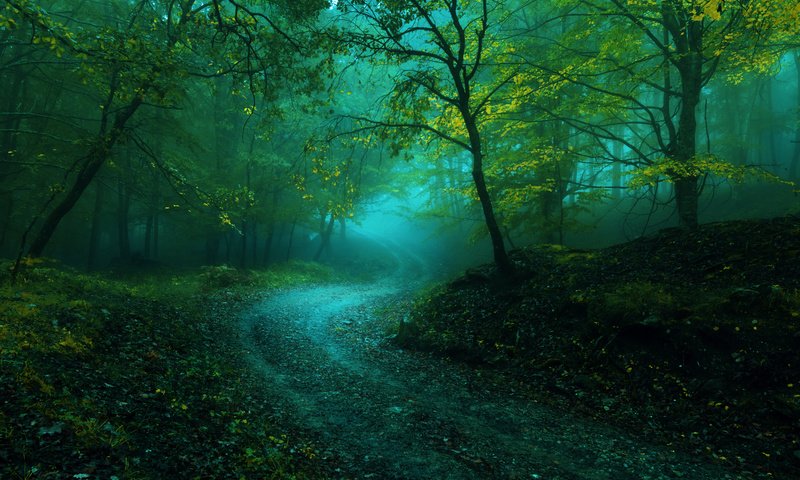 Обои дорога, деревья, лес, пейзаж, туман, road, trees, forest, landscape, fog разрешение 6000x3712 Загрузить
