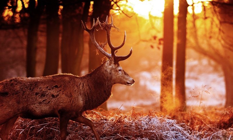 Обои деревья, лес, олень, блики, рога, солнечные лучи, trees, forest, deer, glare, horns, the sun's rays разрешение 2048x1360 Загрузить