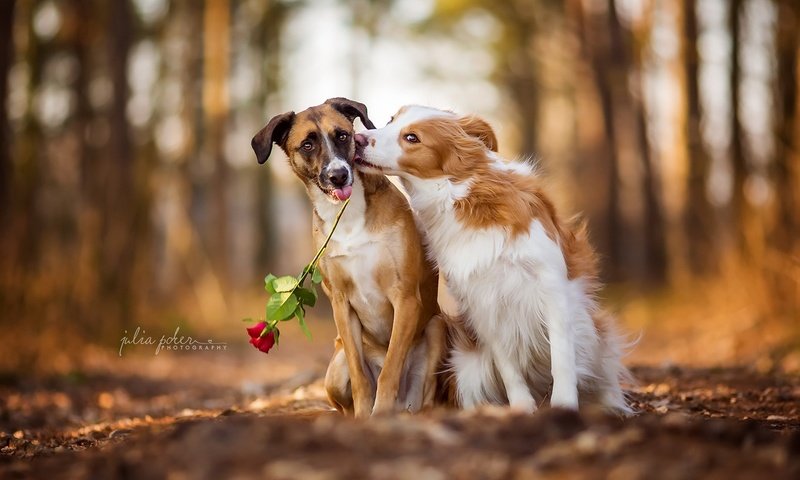 Обои листья, цветок, роза, осень, любовь, поцелуй, собаки, leaves, flower, rose, autumn, love, kiss, dogs разрешение 1920x1200 Загрузить