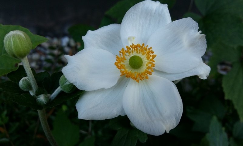 Обои макро, цветок, лепестки, белый, анемона, macro, flower, petals, white, anemone разрешение 3840x2160 Загрузить