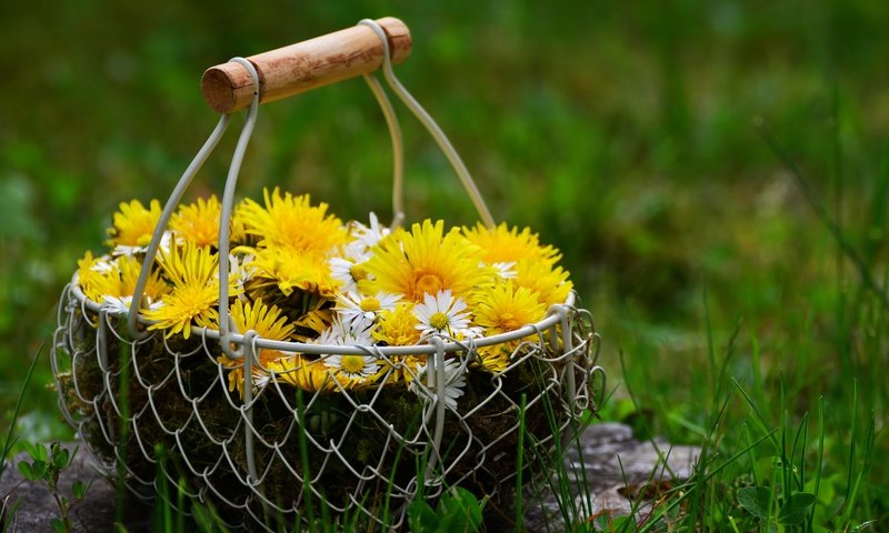 Обои цветы, трава, природа, весна, ромашки, одуванчики, корзинка, flowers, grass, nature, spring, chamomile, dandelions, basket разрешение 6000x4000 Загрузить