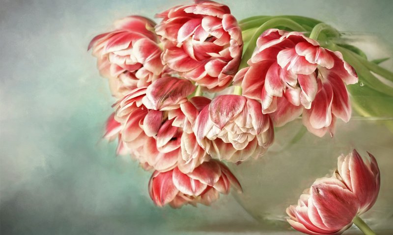 Обои цветы, букет, тюльпаны, ваза, аквариум, пастель, flowers, bouquet, tulips, vase, aquarium, pastel разрешение 2000x1332 Загрузить