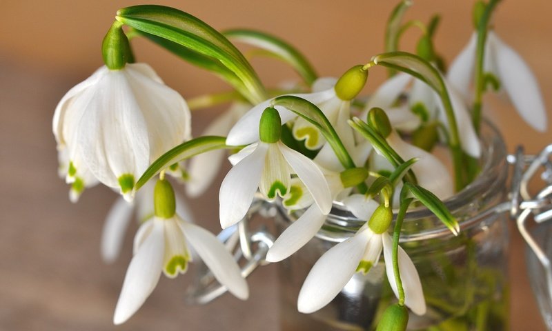 Обои цветы, лепестки, весна, белые, банка, подснежники, flowers, petals, spring, white, bank, snowdrops разрешение 4288x2848 Загрузить