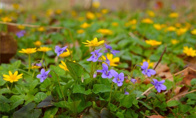 Обои цветы, весна, желтые, полевые цветы, фиолетовые, flowers, spring, yellow, wildflowers, purple разрешение 3004x1894 Загрузить