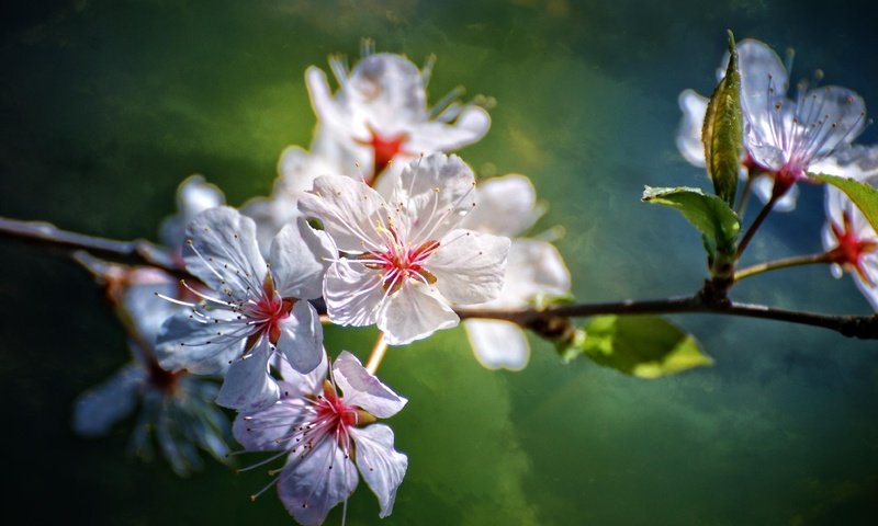 Обои цветы, ветка, природа, цветение, размытость, весна, flowers, branch, nature, flowering, blur, spring разрешение 3872x2592 Загрузить