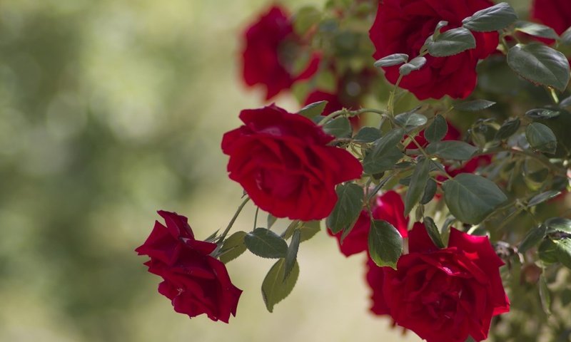 Обои цветы, ветка, бутоны, листья, розы, лепестки, красные, куст, flowers, branch, buds, leaves, roses, petals, red, bush разрешение 2048x1358 Загрузить