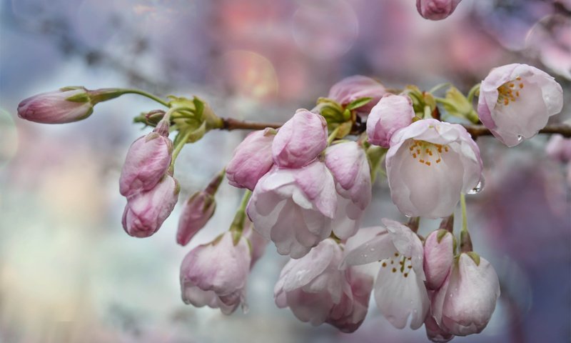 Обои цветы, вода, ветка, цветение, капли, весна, боке, flowers, water, branch, flowering, drops, spring, bokeh разрешение 6016x3905 Загрузить