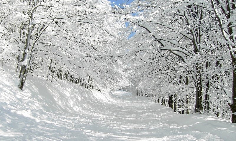 Обои дорога, деревья, снег, природа, зима, ветки, road, trees, snow, nature, winter, branches разрешение 1920x1080 Загрузить