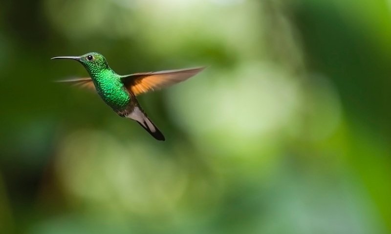 Обои полет, крылья, размытость, птица, клюв, перья, колибри, flight, wings, blur, bird, beak, feathers, hummingbird разрешение 2818x1959 Загрузить