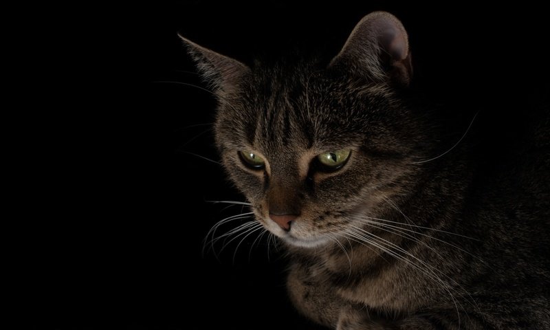 Обои кот, мордочка, кошка, взгляд, черный фон, cat, muzzle, look, black background разрешение 2240x1260 Загрузить