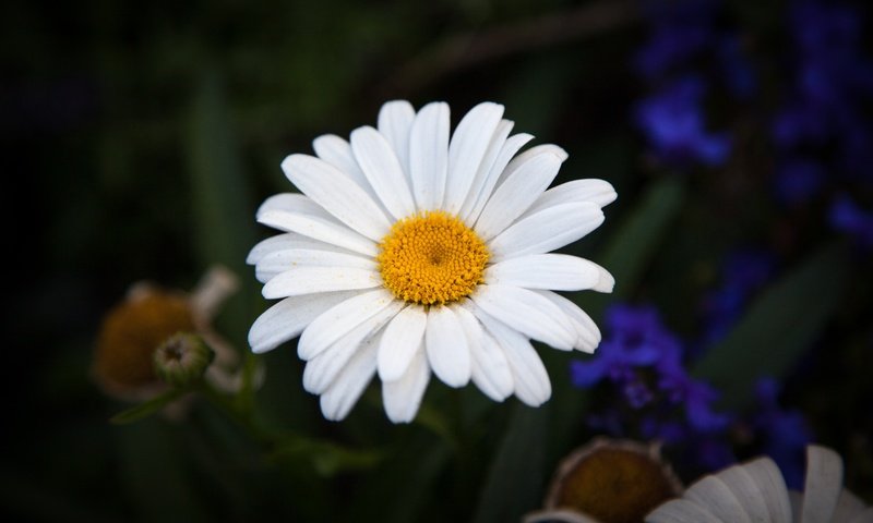 Обои лепестки, ромашки,  цветы, petals, chamomile, flowers разрешение 5616x3744 Загрузить