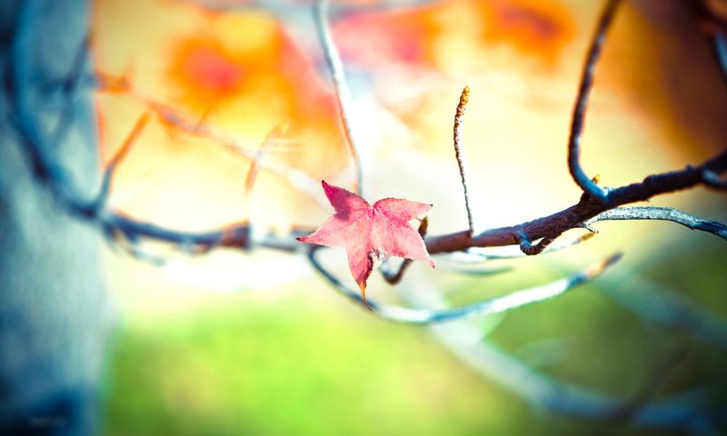 Обои ветка, дерево, листья, фон, осень, размытость, branch, tree, leaves, background, autumn, blur разрешение 1920x1200 Загрузить