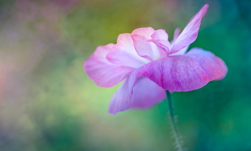 Обои макро, цветок, размытость, мак, розовый, macro, flower, blur, mac, pink разрешение 5760x3840 Загрузить