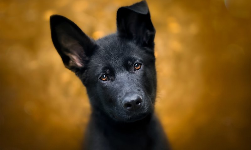 Обои глаза, взгляд, собака, щенок, немецкая овчарка, овчарка, собака.щенок, eyes, look, dog, puppy, german shepherd, shepherd, dog.puppy разрешение 1920x1200 Загрузить