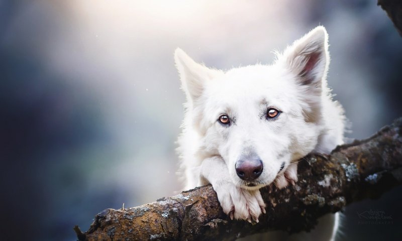 Обои глаза, взгляд, собака, овчарка, белая швейцарская овчарка, eyes, look, dog, shepherd, the white swiss shepherd dog разрешение 1920x1200 Загрузить