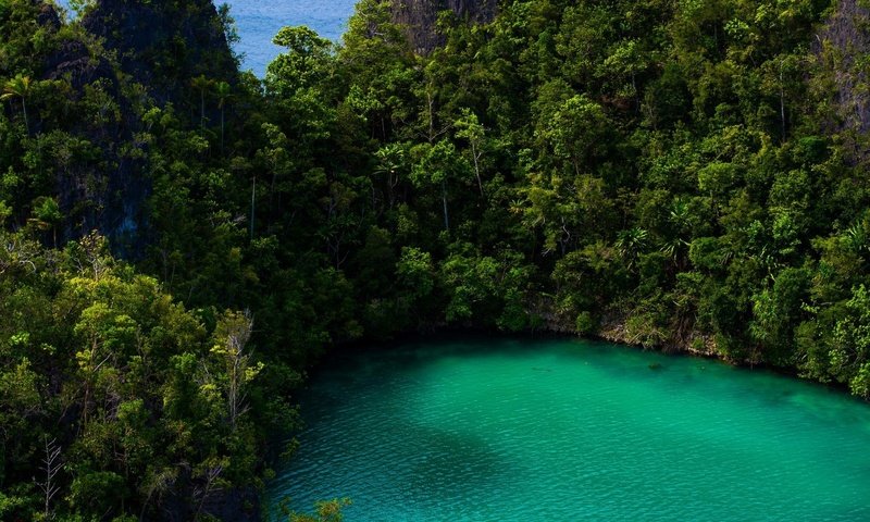 Обои деревья, озеро, природа, лес, пейзаж, растительность, тропический лес, trees, lake, nature, forest, landscape, vegetation, rainforest разрешение 1920x1200 Загрузить