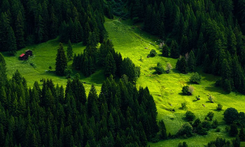 Обои деревья, природа, лес, швейцария, луг, пихта, trees, nature, forest, switzerland, meadow, fir разрешение 4350x2500 Загрузить