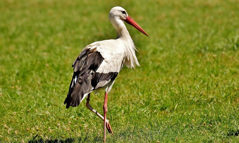 Обои трава, птица, клюв, перья, аист, белый аист, grass, bird, beak, feathers, stork разрешение 1920x1204 Загрузить