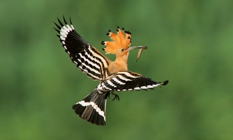 Обои птица, удод, bird, hoopoe разрешение 1920x1080 Загрузить