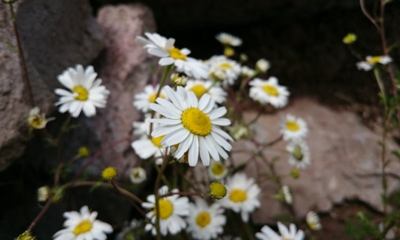 Обои цветы, лепестки, ромашки, белые, стебли, flowers, petals, chamomile, white, stems разрешение 3840x2160 Загрузить