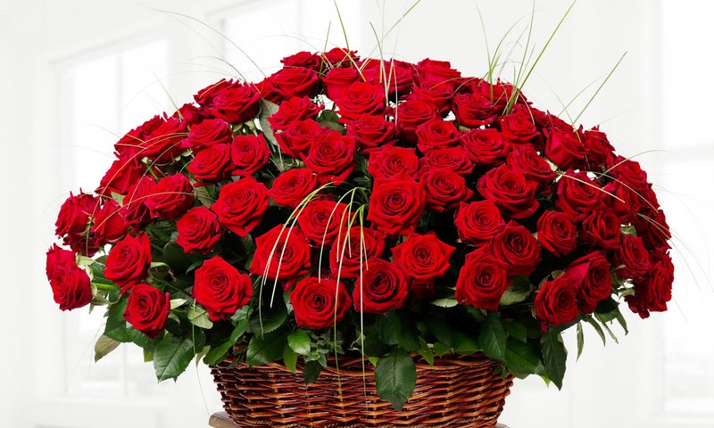 Обои цветы, розы, красные, букет, корзинка, flowers, roses, red, bouquet, basket разрешение 2000x1450 Загрузить