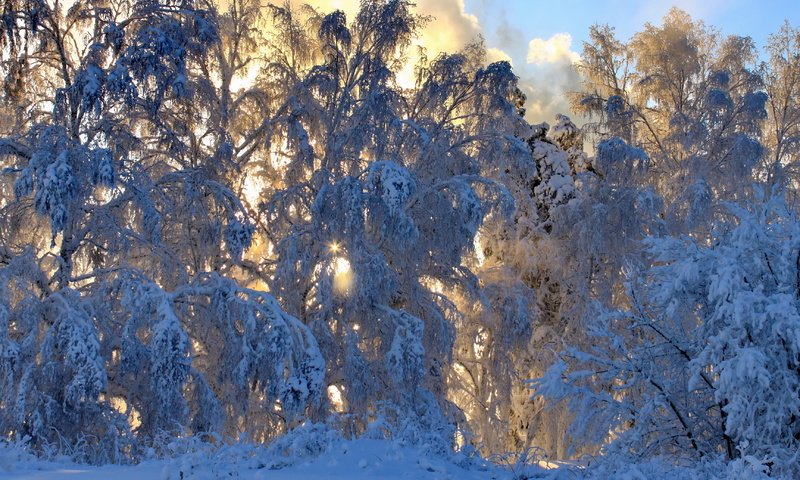 Обои снег, природа, лес, зима, ветки,     деревья, snow, nature, forest, winter, branches, trees разрешение 3456x2304 Загрузить