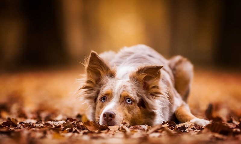 Обои листва, осень, собака, лежит, рыжая, австралийская овчарка, foliage, autumn, dog, lies, red, australian shepherd разрешение 3840x2160 Загрузить