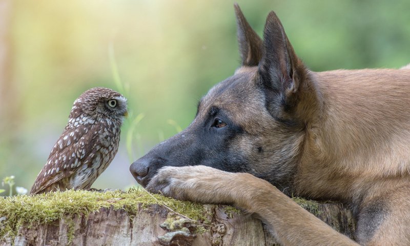 Обои сова, собака, профиль, птица, пень, owl, dog, profile, bird, stump разрешение 2048x1363 Загрузить