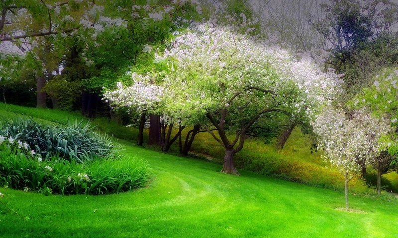 Обои трава, деревья, цветение, парк, весна, клумба, grass, trees, flowering, park, spring, flowerbed разрешение 1935x1451 Загрузить