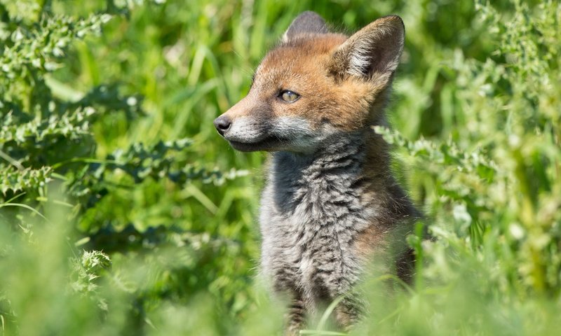 Обои трава, зелень, взгляд, лиса, лисица, лисенок, grass, greens, look, fox разрешение 4783x3189 Загрузить