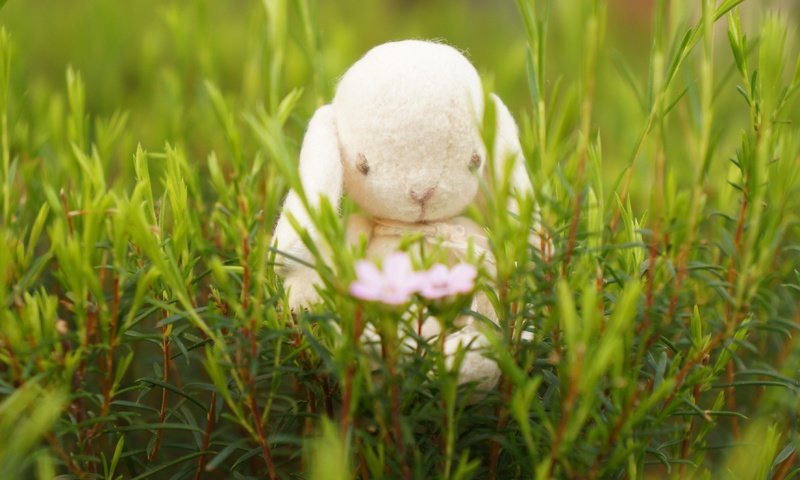 Обои цветы, трава, настроение, игрушка, кролик, зайка, flowers, grass, mood, toy, rabbit, bunny разрешение 3568x2368 Загрузить