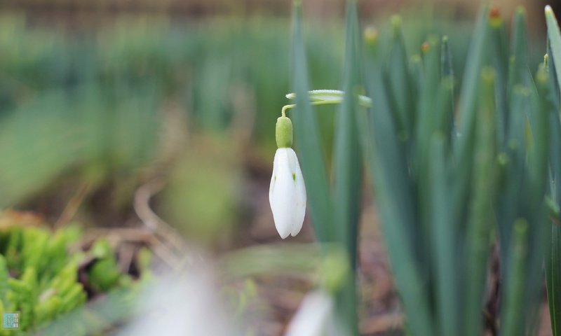 Обои трава, природа, макро, фон, весна, подснежники, первоцвет, боке, grass, nature, macro, background, spring, snowdrops, primrose, bokeh разрешение 4000x2250 Загрузить