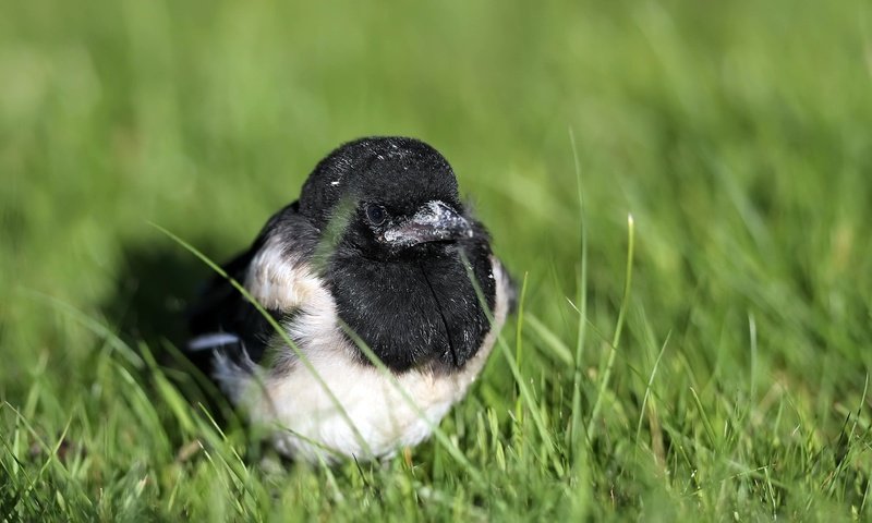 Обои трава, птенец, природа, птица, клюв, сорока, grass, chick, nature, bird, beak, forty разрешение 2048x1184 Загрузить