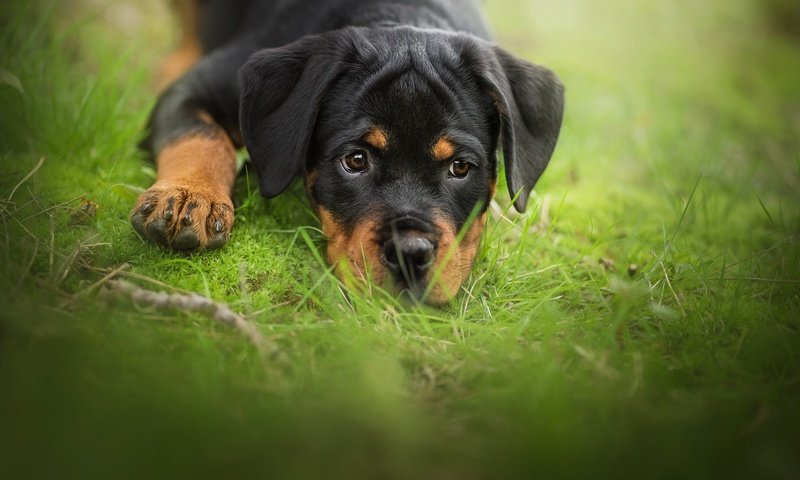 Обои трава, мордочка, взгляд, собака, щенок, ротвейлер, grass, muzzle, look, dog, puppy, rottweiler разрешение 2048x1365 Загрузить