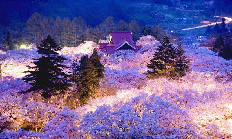 Обои вечер, цветение, япония, весна, сакура, the evening, flowering, japan, spring, sakura разрешение 1920x1080 Загрузить