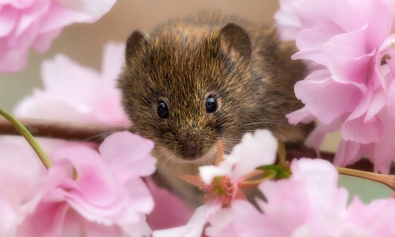 Обои ветка, цветение, взгляд, сакура, мышь, мышка, цветки, грызун, branch, flowering, look, sakura, mouse, flowers, rodent разрешение 2000x2000 Загрузить