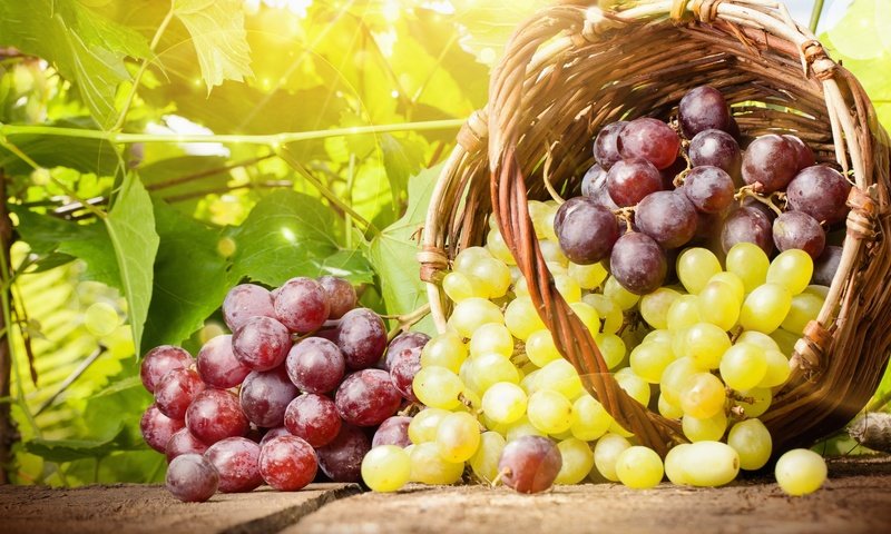 Обои виноград, лето, корзина, grapes, summer, basket разрешение 2560x1440 Загрузить