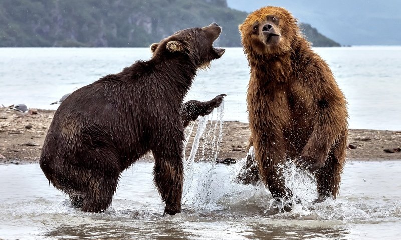 Обои вода, река, медведь, брызги, медведи, два медведя, water, river, bear, squirt, bears, two bears разрешение 2000x1264 Загрузить